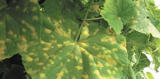 Вирусная листовая мозаика на огородных и комнатных культурах — средства борьбы и профилактики